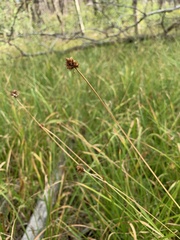 Carex microptera