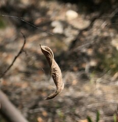 Phonognatha graeffei