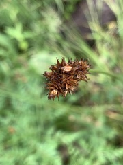 Carex pachystachya