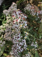 Aster taiwanensis