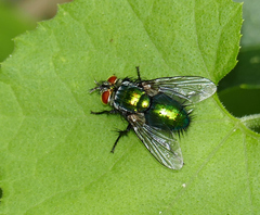 Chrysotachina