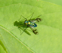 Condylostylus patibulatus