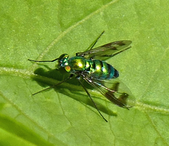 Condylostylus patibulatus