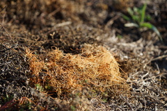 Cuscuta pacifica