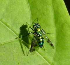 Condylostylus patibulatus