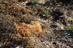 Cuscuta pacifica