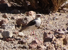 Vanellus resplendens