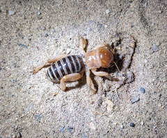 Ammopelmatus