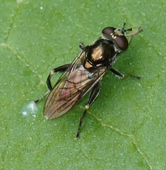 Chalcosyrphus nemorum