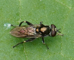 Chalcosyrphus nemorum