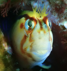 Parablennius laticlavius