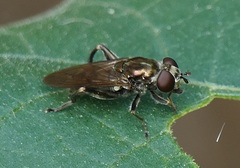 Chalcosyrphus nemorum