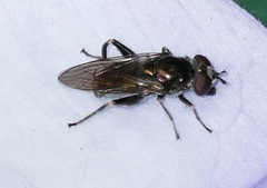 Chalcosyrphus nemorum