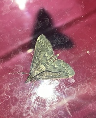 Proternia philocapna