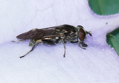 Chalcosyrphus nemorum