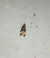 Proternia philocapna
