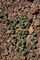 Alstroemeria spathulata