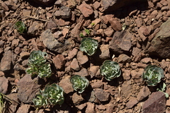 Alstroemeria spathulata