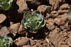Alstroemeria spathulata