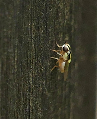Thaumatomyia glabra