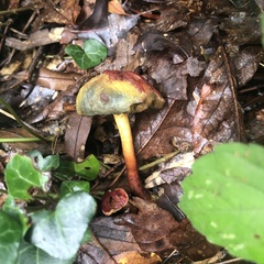 Hortiboletus rubellus
