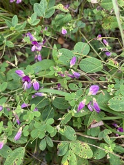 Lespedeza frutescens