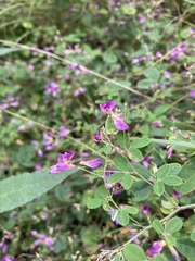 Lespedeza frutescens