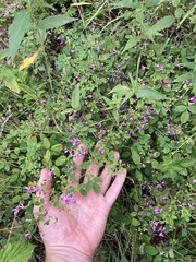 Lespedeza frutescens