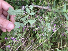 Lespedeza frutescens
