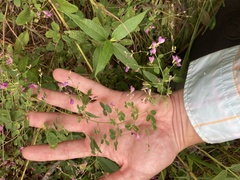 Lespedeza frutescens