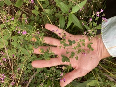 Lespedeza frutescens