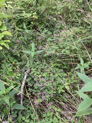 Lespedeza frutescens