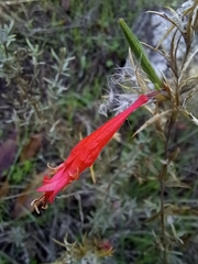 Epilobium canum