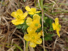 Ranunculus eschscholtzii