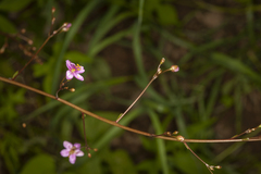 Talinum paniculatum