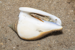 Laevistrombus canarium