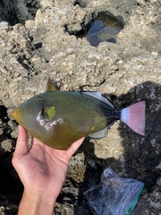 Melichthys vidua