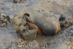 Cymbiola nobilis