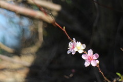Prunus pogonostyla