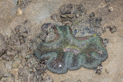 Stichodactyla gigantea