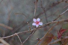 Prunus pogonostyla