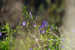 Lycianthes rantonnetii