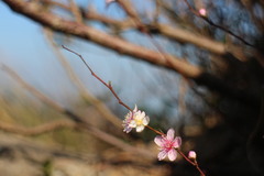 Prunus pogonostyla