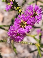 Melaleuca crossota