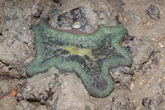Stichodactyla gigantea
