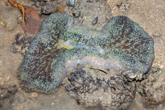 Stichodactyla gigantea