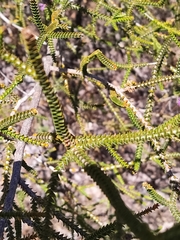 Melaleuca crossota
