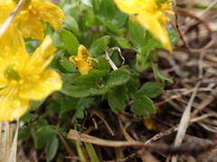 Ranunculus eschscholtzii