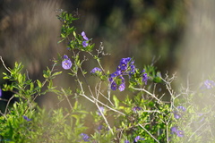 Lycianthes rantonnetii
