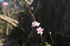 Prunus pogonostyla